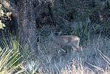 Big Bend Deer Dec 2018